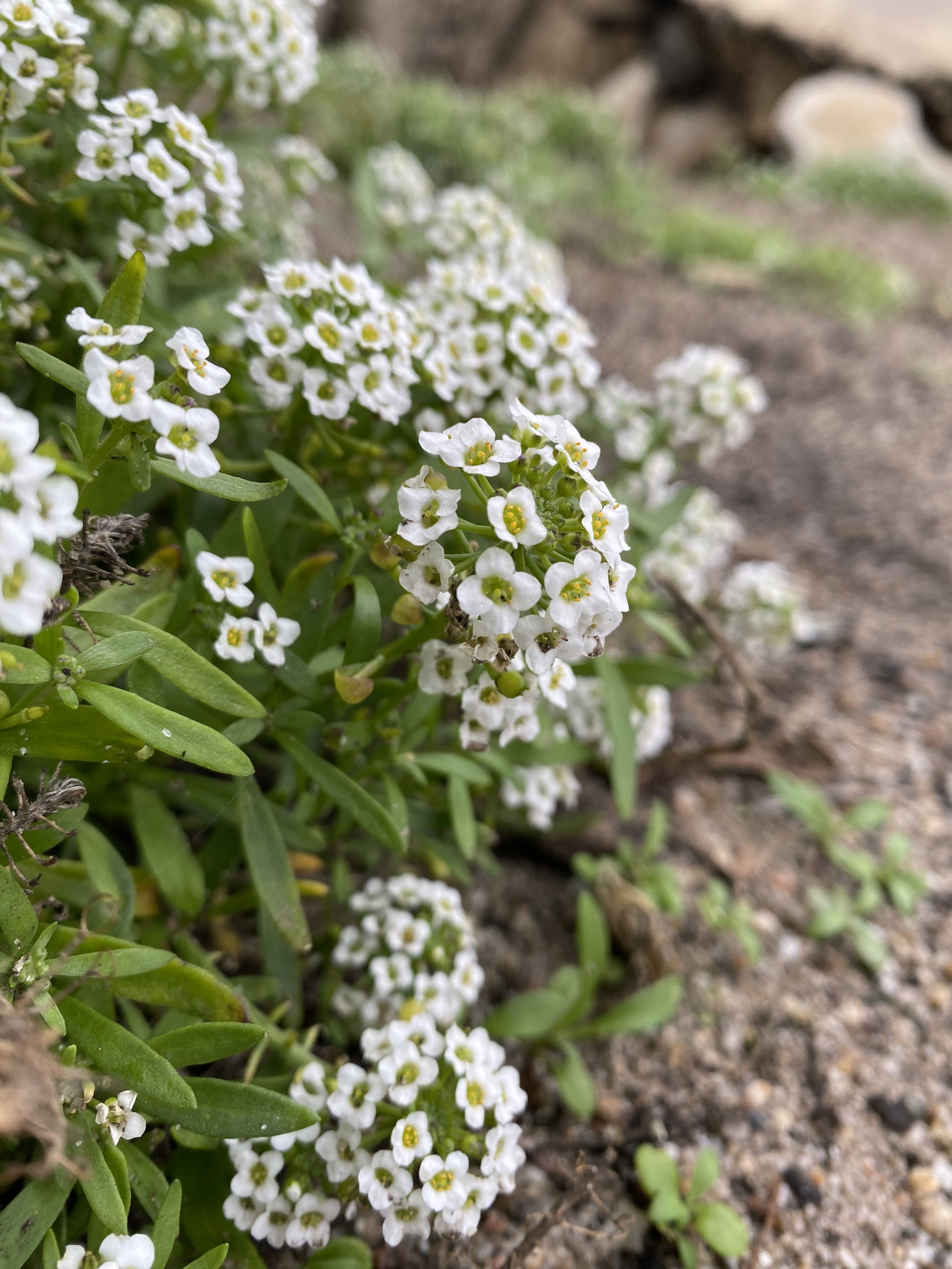 Tiny Flowers